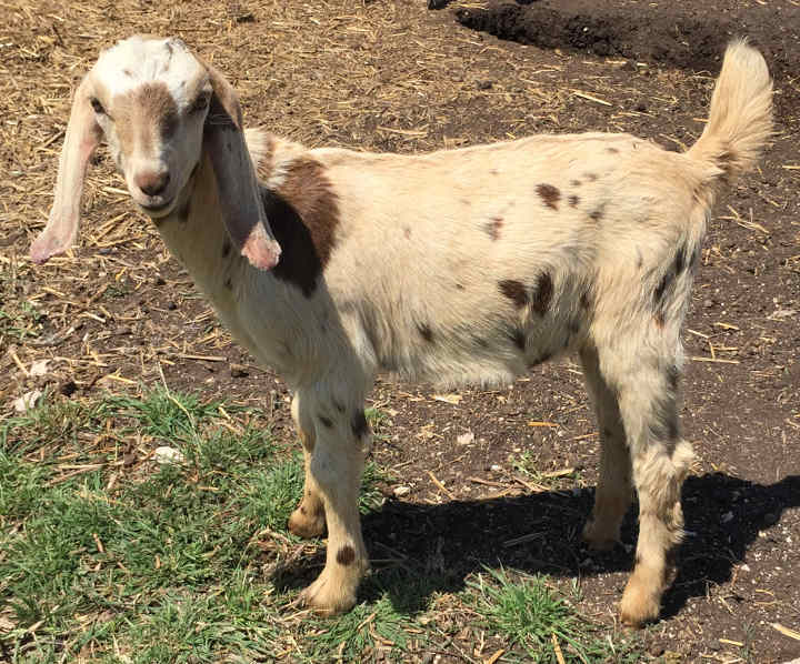 Merlin (04/24/17)